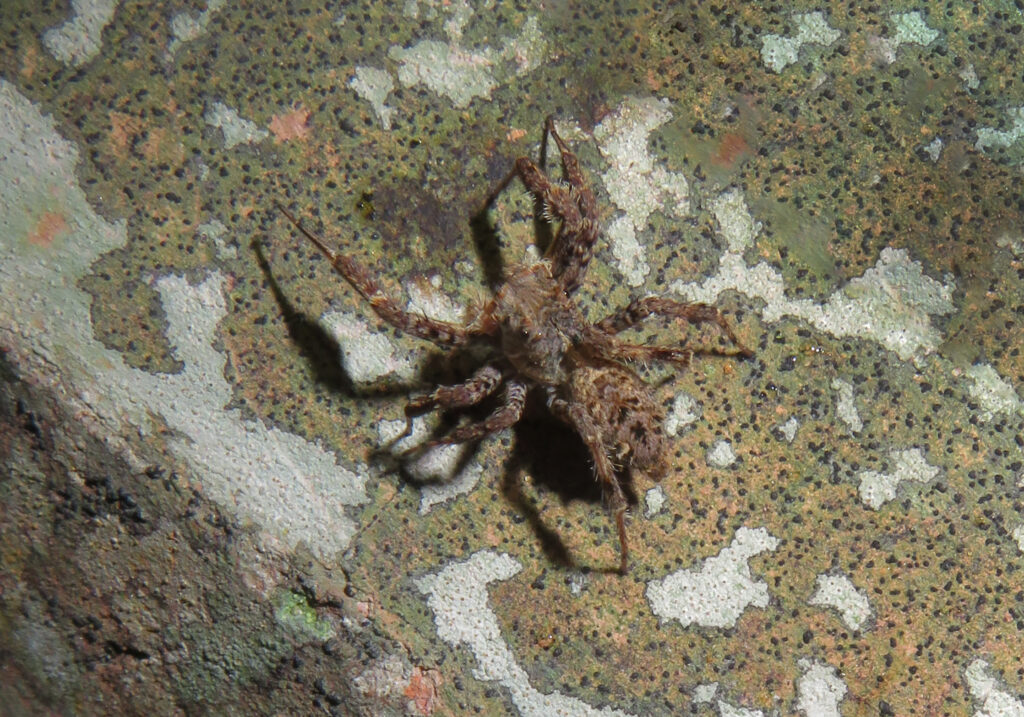 Subtribe Spartaeina