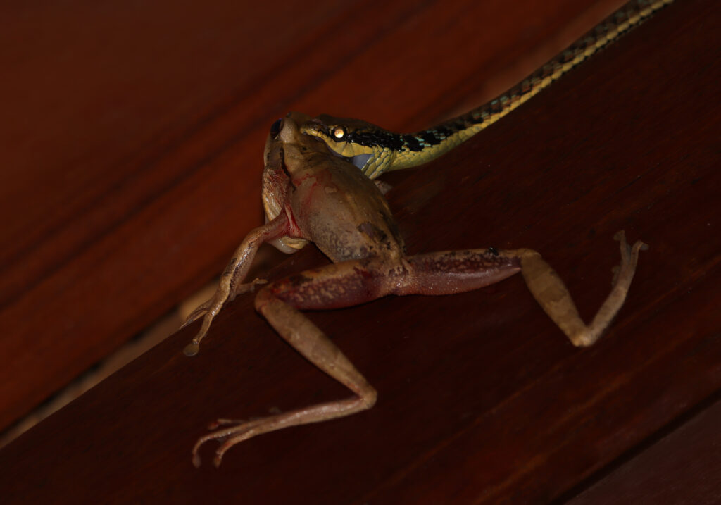 Painted Bronzeback (Dendrelaphis pictus)