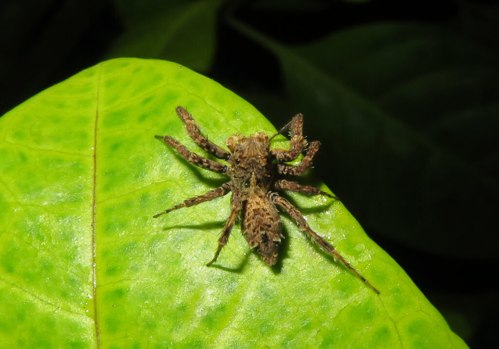 Subtribe Spartaeina