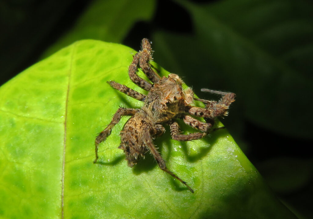 Subtribe Spartaeina