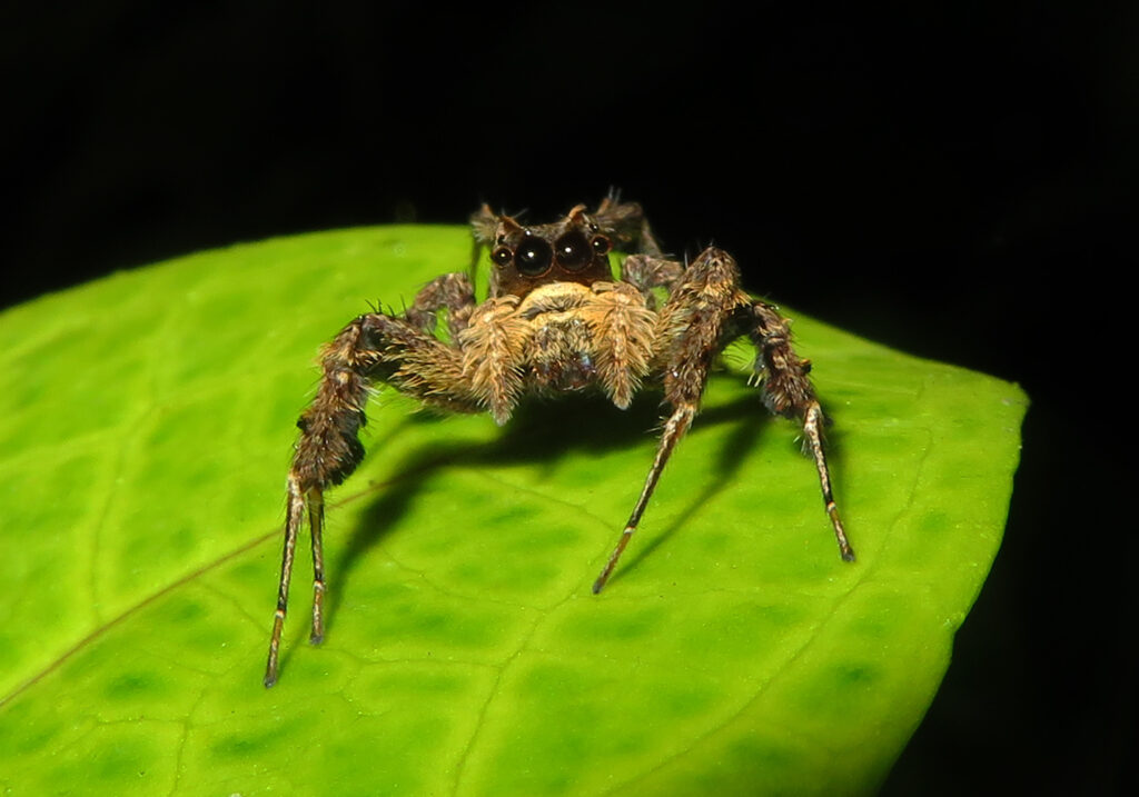 Subtribe Spartaeina