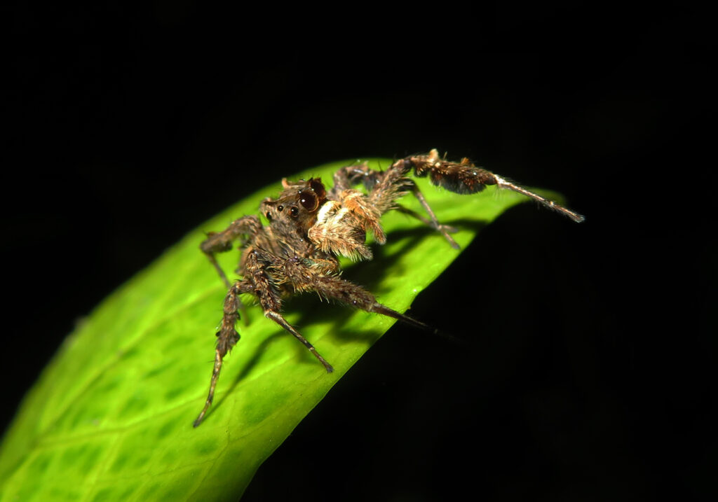Subtribe Spartaeina