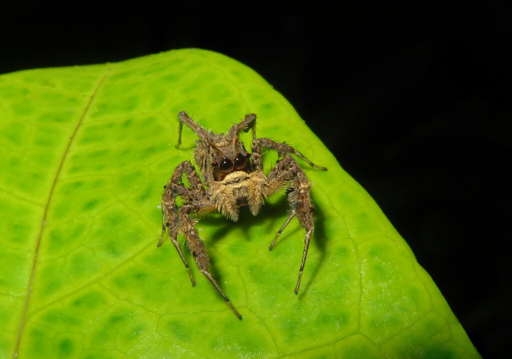 Subtribe Spartaeina