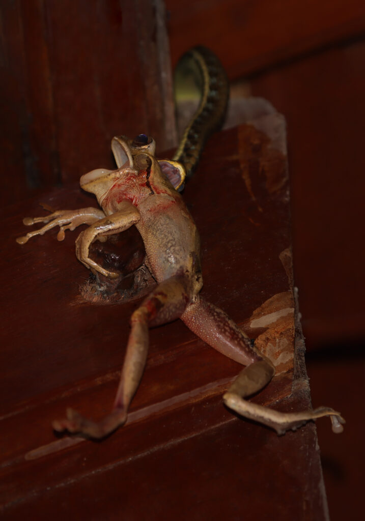 Painted Bronzeback (Dendrelaphis pictus)