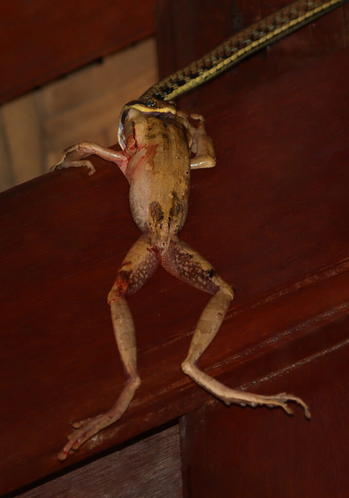 Painted Bronzeback (Dendrelaphis pictus)