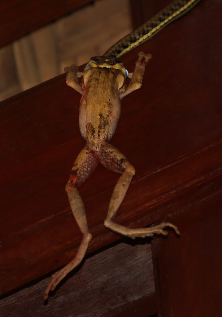 Painted Bronzeback (Dendrelaphis pictus)