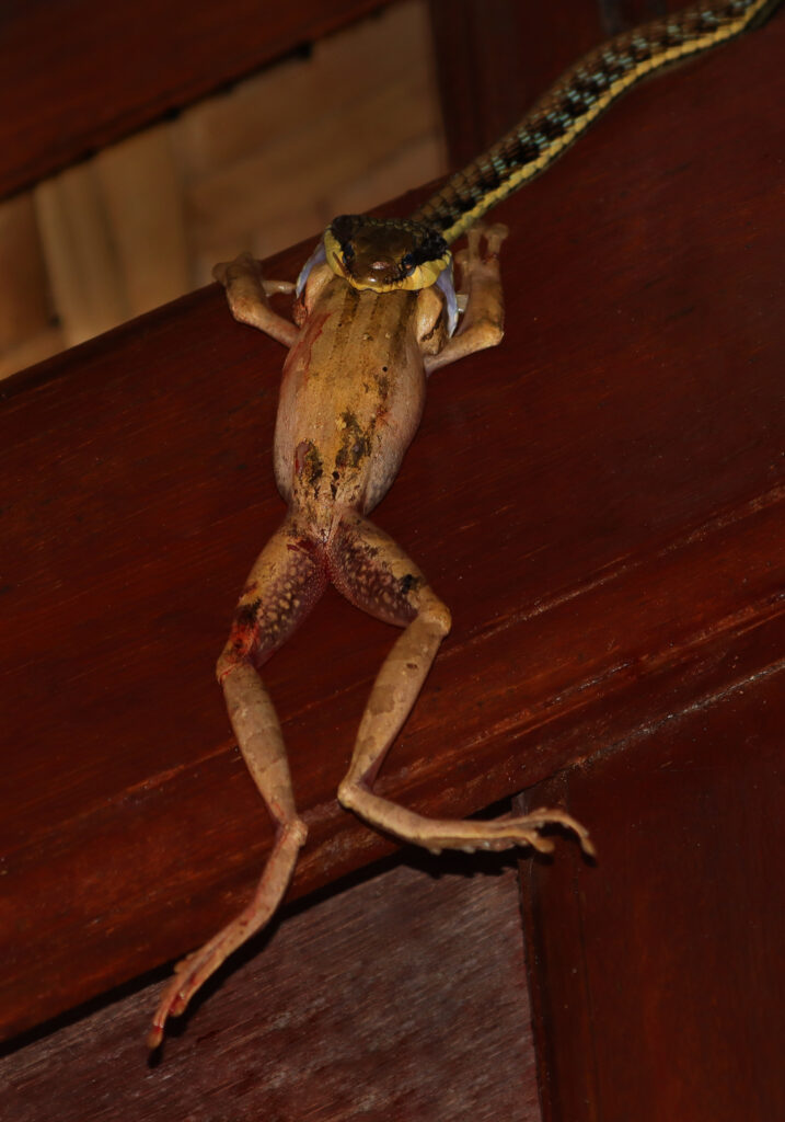 Painted Bronzeback (Dendrelaphis pictus)