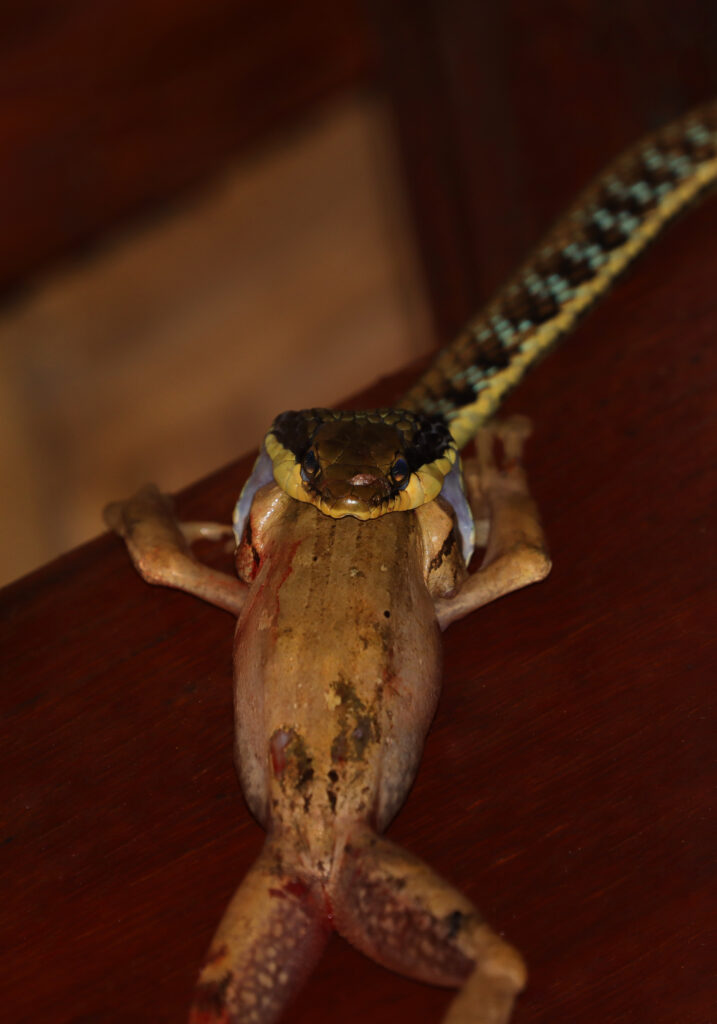Painted Bronzeback (Dendrelaphis pictus)