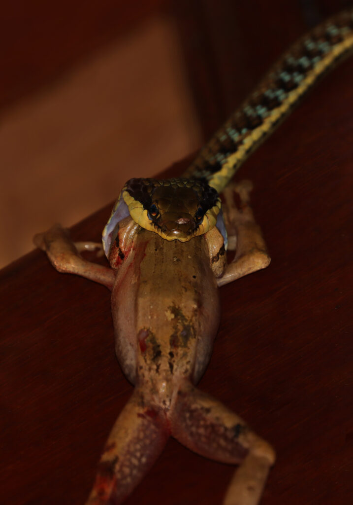 Painted Bronzeback (Dendrelaphis pictus)