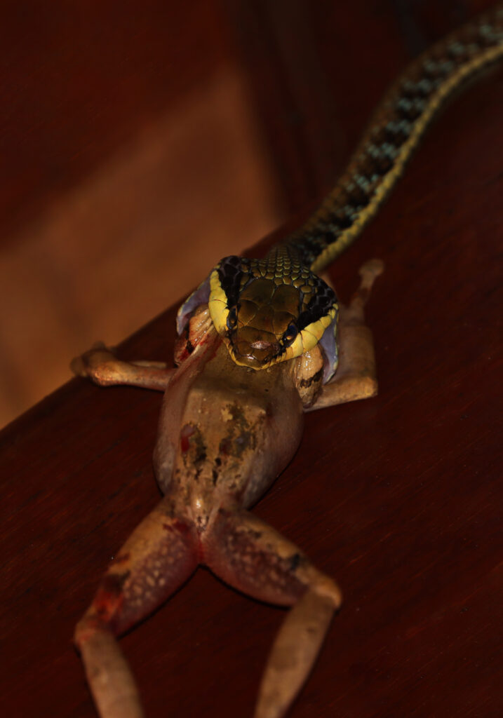 Painted Bronzeback (Dendrelaphis pictus)