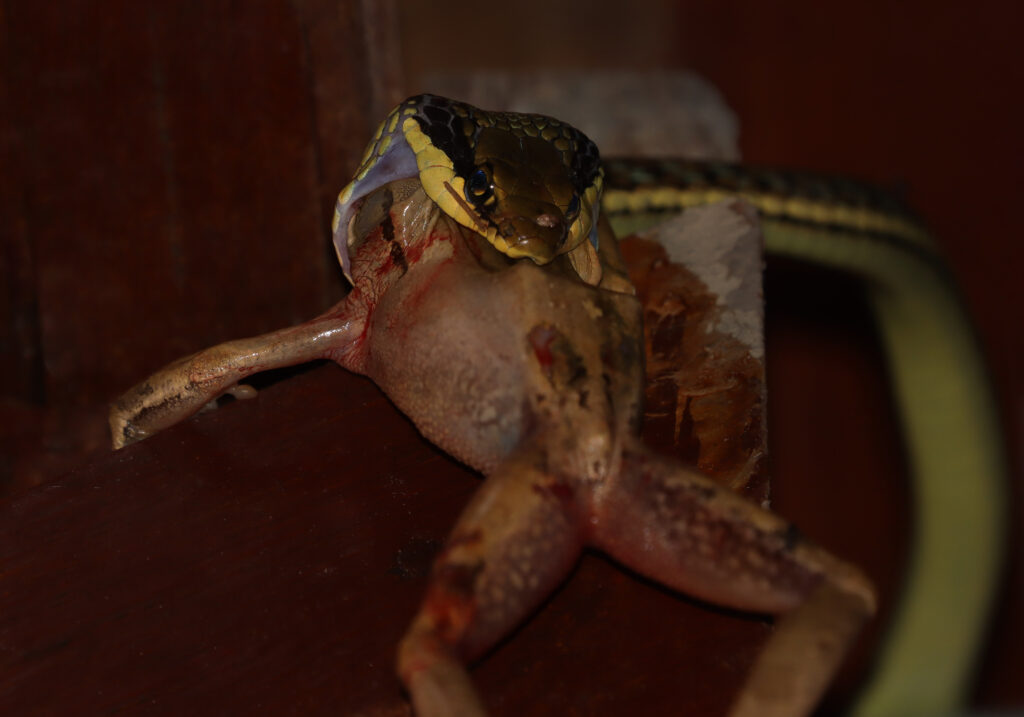 Painted Bronzeback (Dendrelaphis pictus)