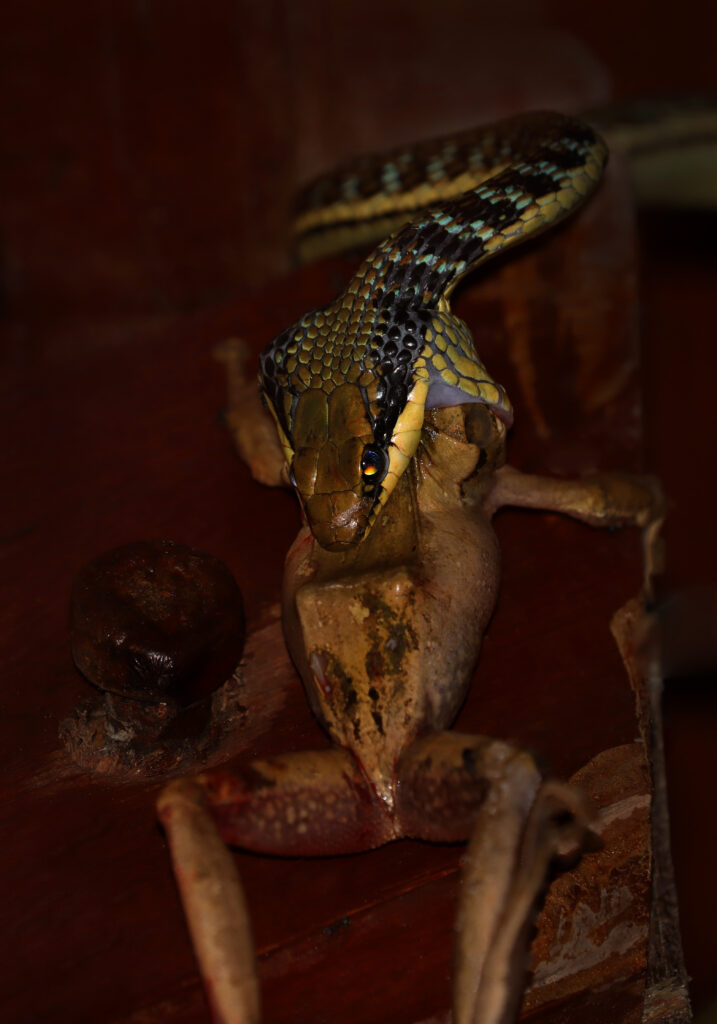 Painted Bronzeback (Dendrelaphis pictus)