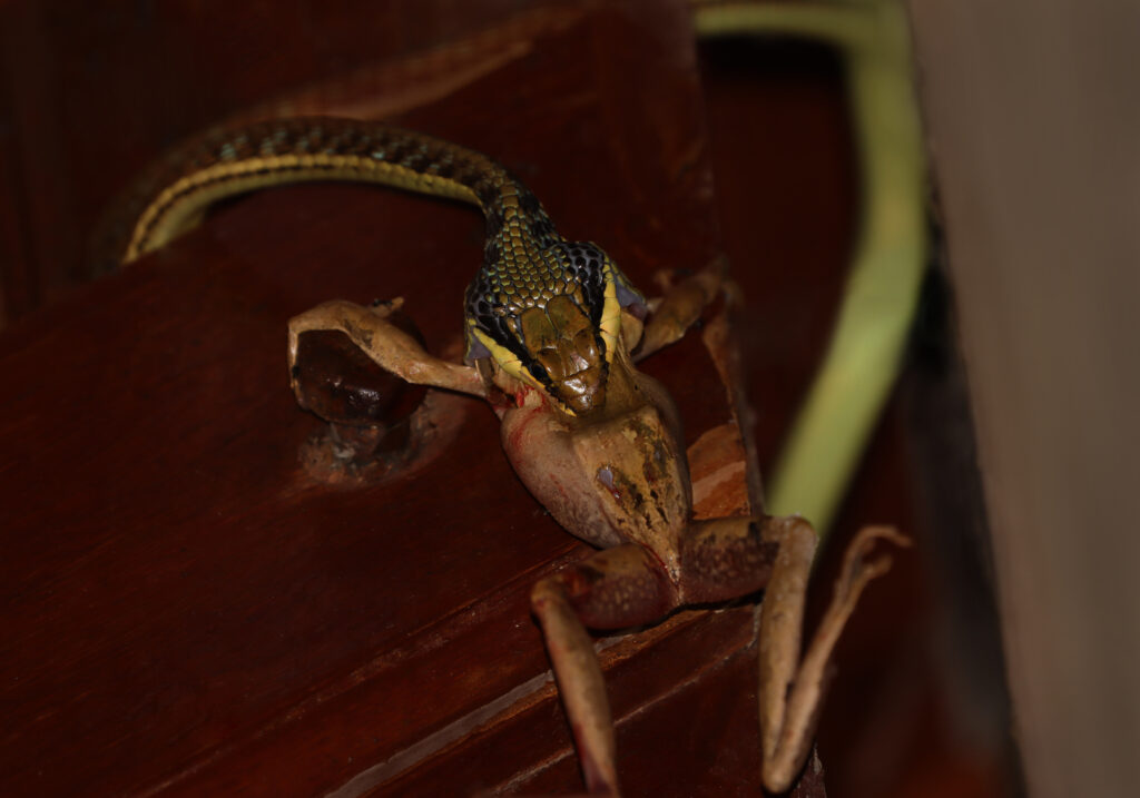 Painted Bronzeback (Dendrelaphis pictus)