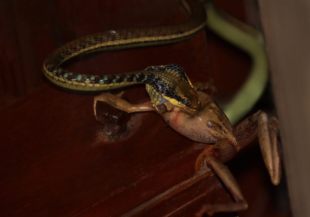 Painted Bronzeback