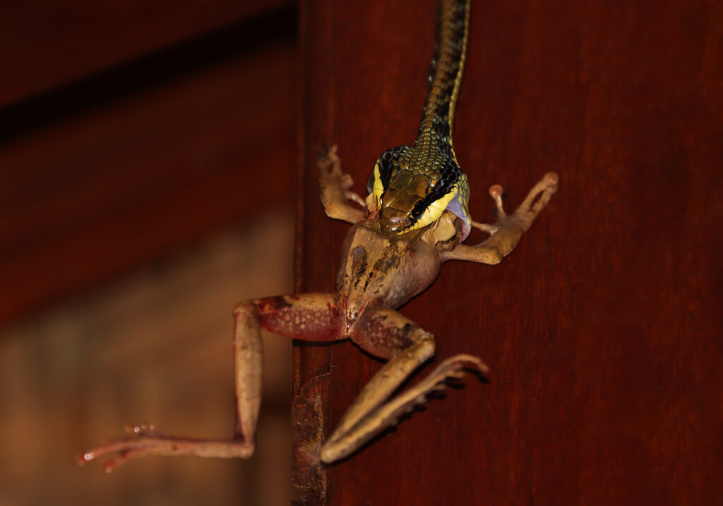 Painted Bronzeback