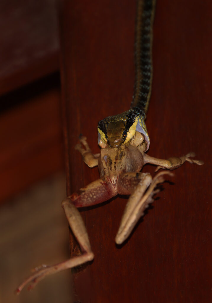 Painted Bronzeback