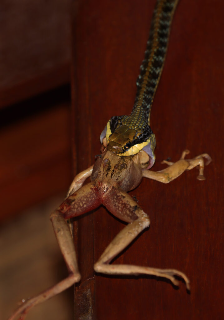 Painted Bronzeback