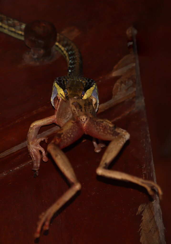 Painted Bronzeback