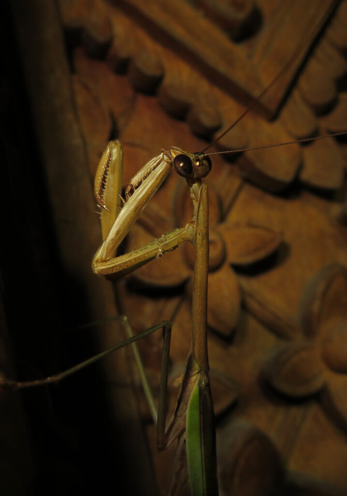 Tenodera aridifolia