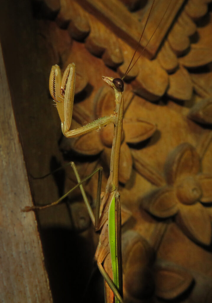 Tenodera aridifolia