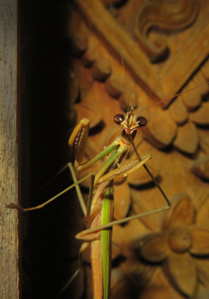 Tenodera aridifolia