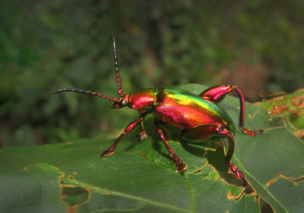 Frog-legged Leaf Beetle