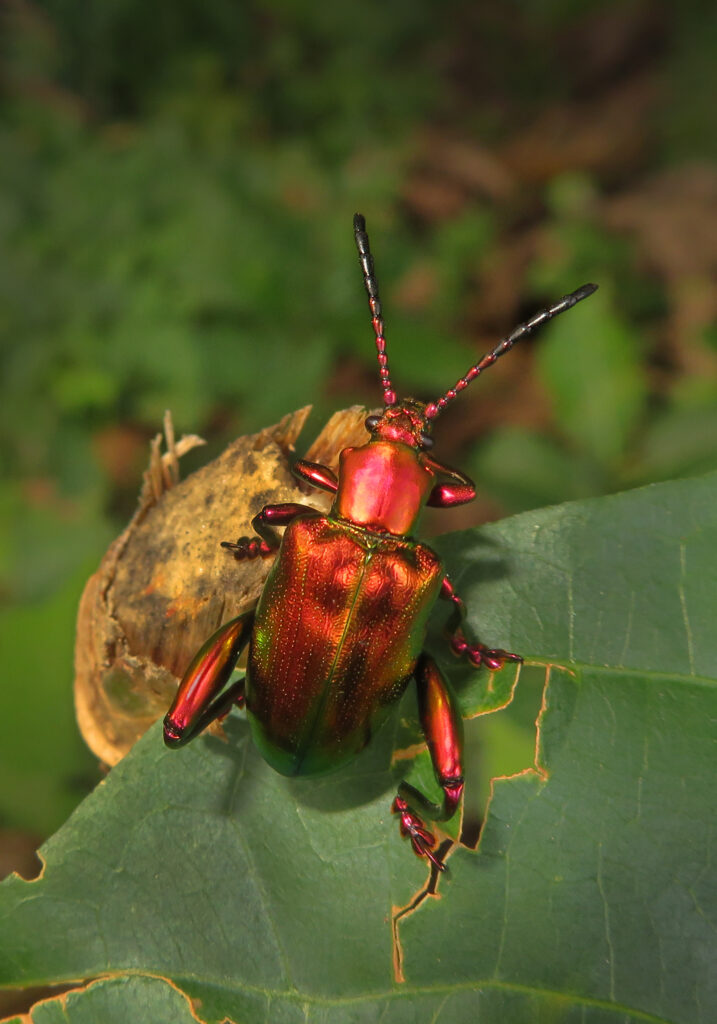 Frog-legged Leaf Beetle