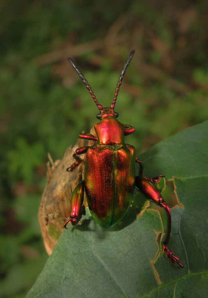 Frog-legged Leaf Beetle