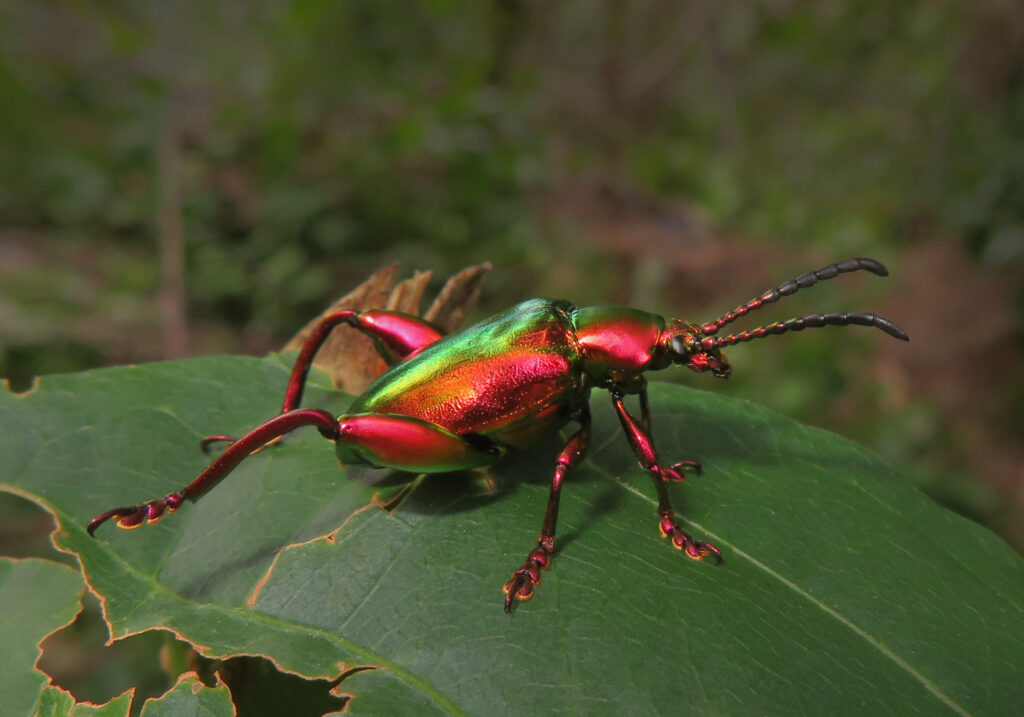 Frog-legged Leaf Beetle