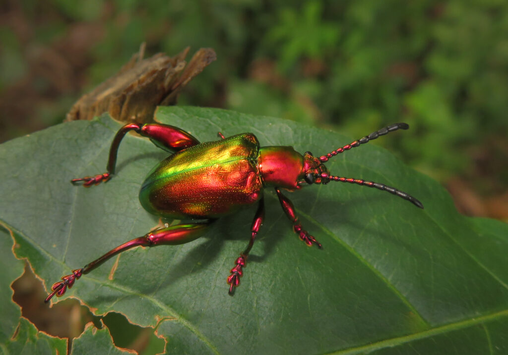 Frog-legged Leaf Beetle