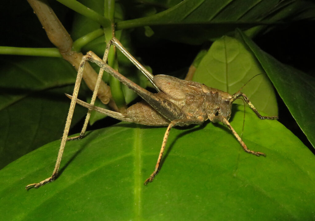 Belalang Semak (Famili Tettigoniidae)