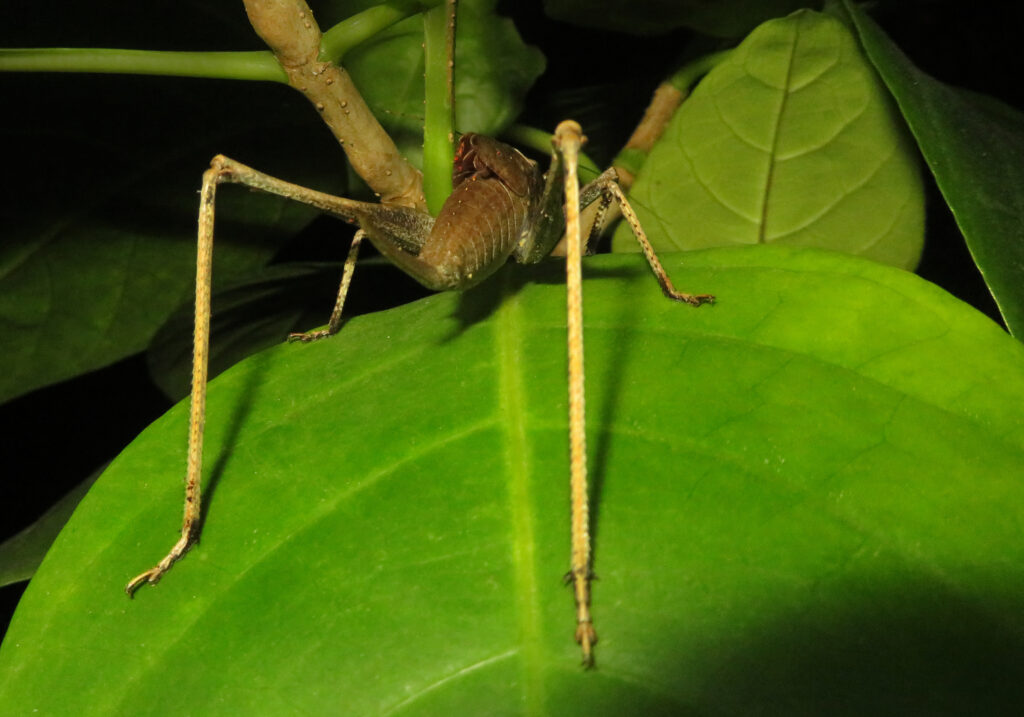 Belalang Semak (Famili Tettigoniidae)