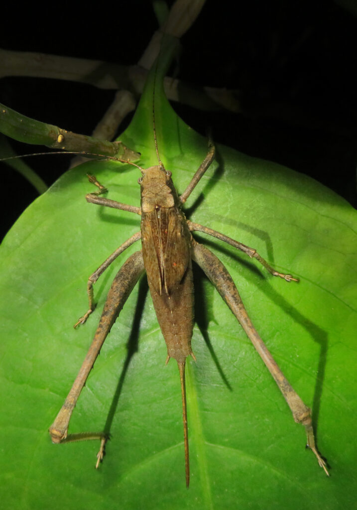 Belalang Semak (Famili Tettigoniidae)