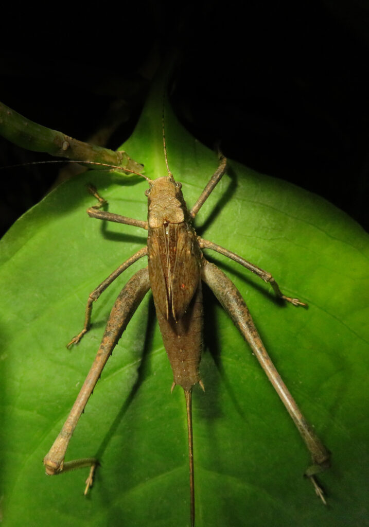 Belalang Semak (Famili Tettigoniidae)