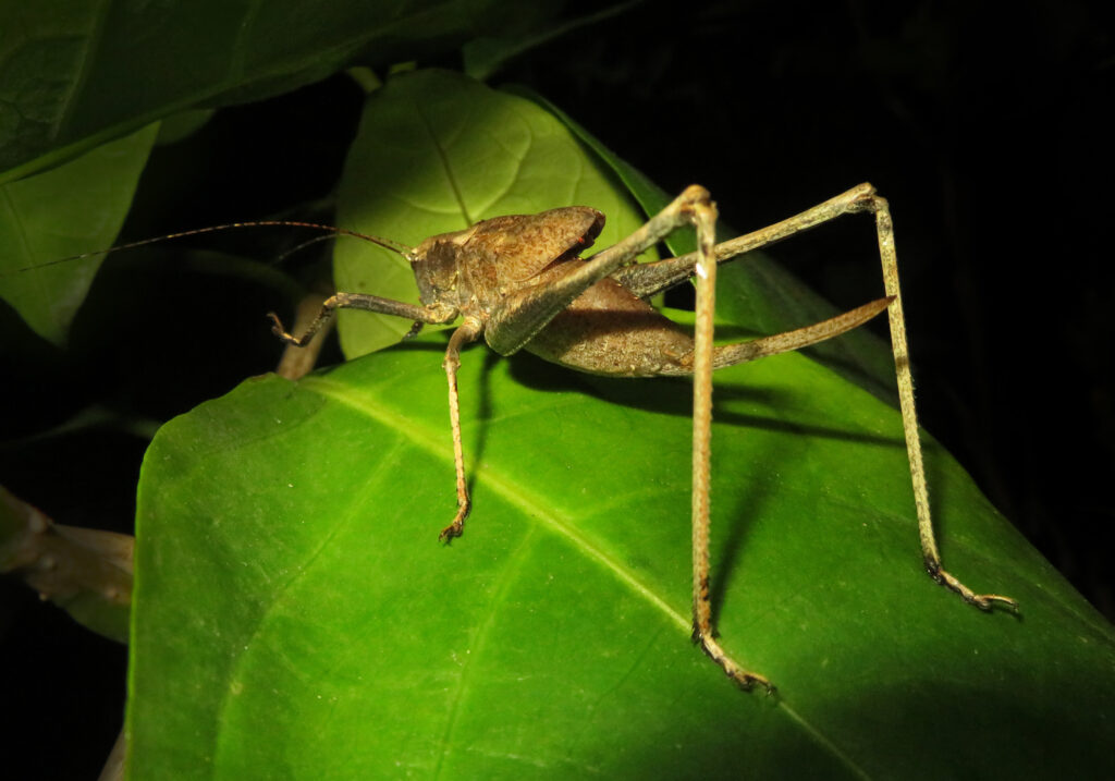 Belalang Semak (Famili Tettigoniidae)