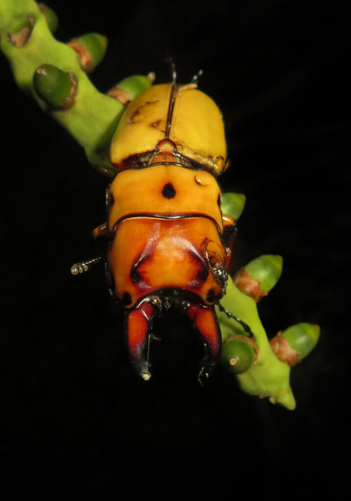 Prosopocoilus occipitalis