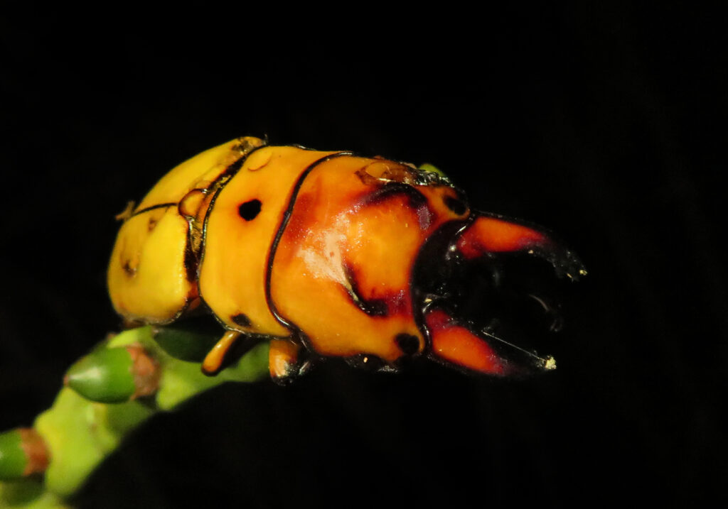 Prosopocoilus occipitalis