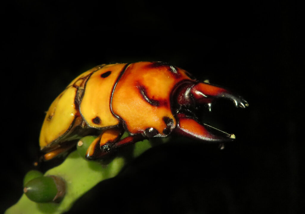 Prosopocoilus occipitalis
