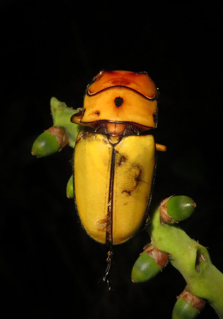 Prosopocoilus occipitalis