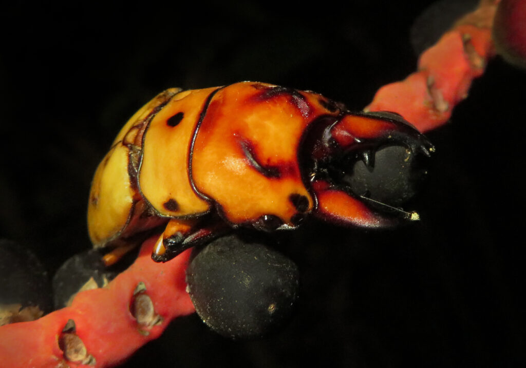 Prosopocoilus occipitalis