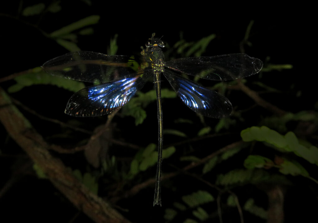Broad-winged Damselflies