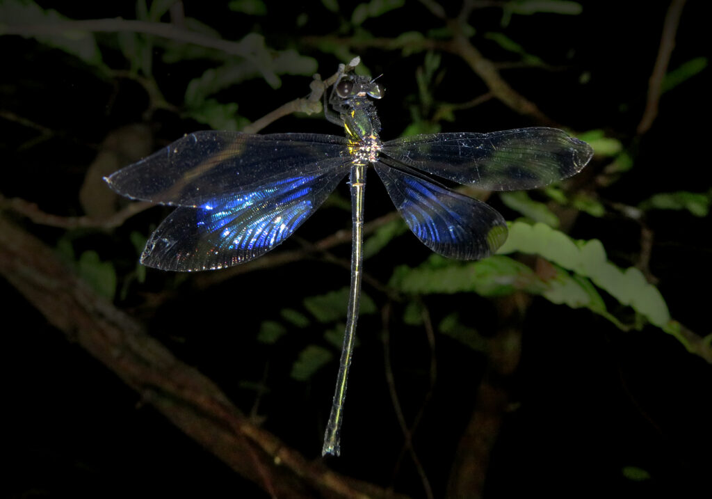 Broad-winged Damselflies