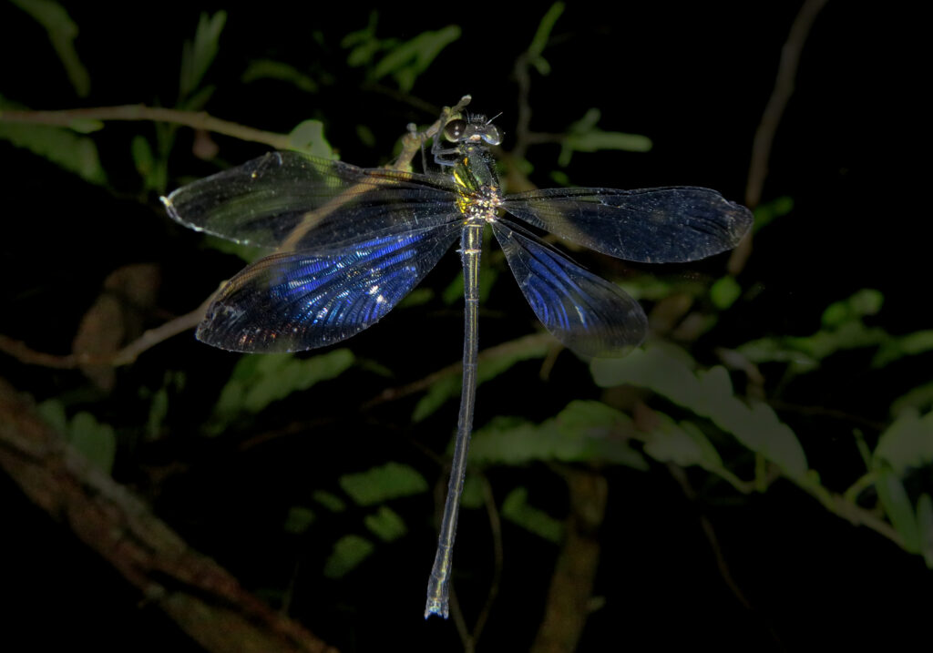 Broad-winged Damselflies