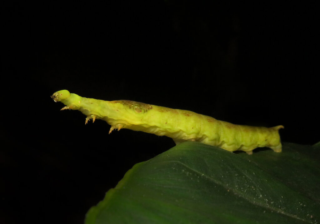 Genus Eupanacra