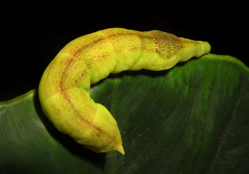 Genus Eupanacra
