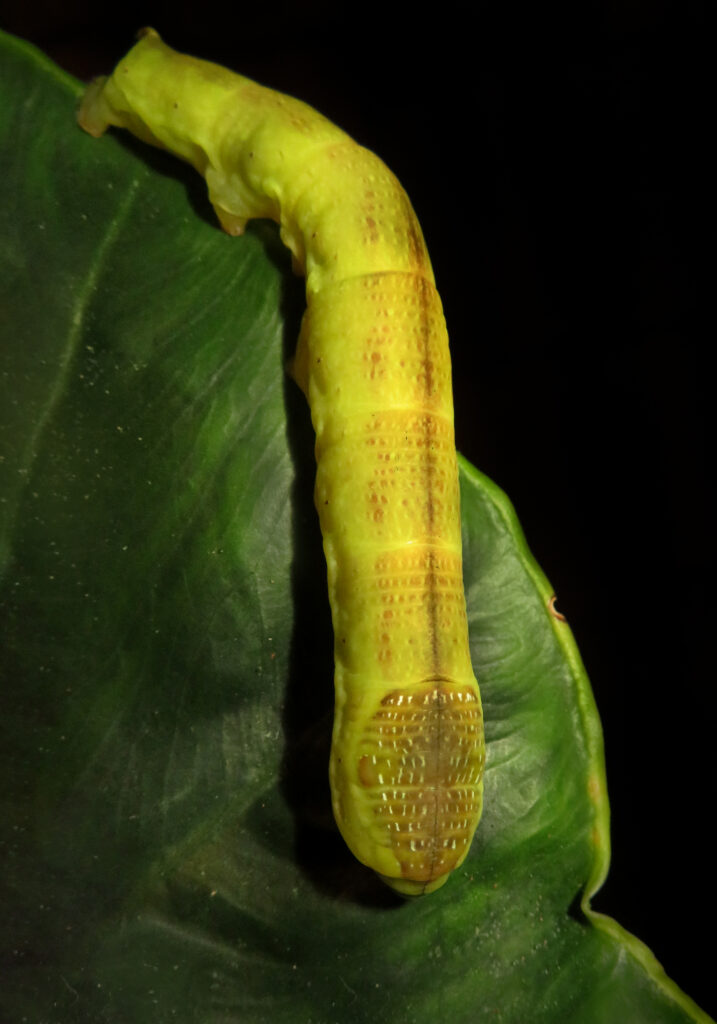 Genus Eupanacra