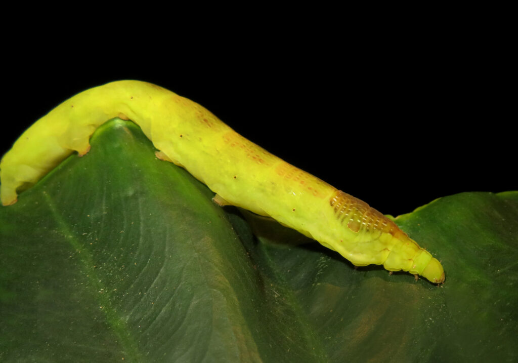 Genus Eupanacra
