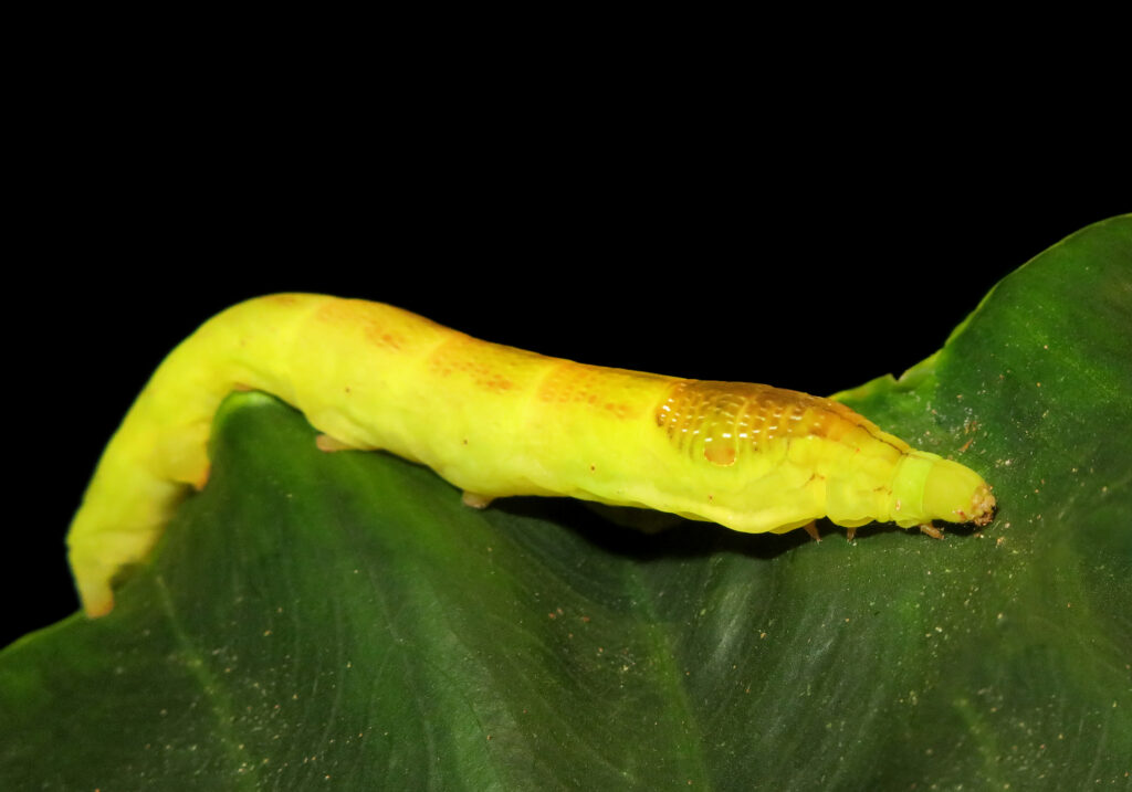 Genus Eupanacra