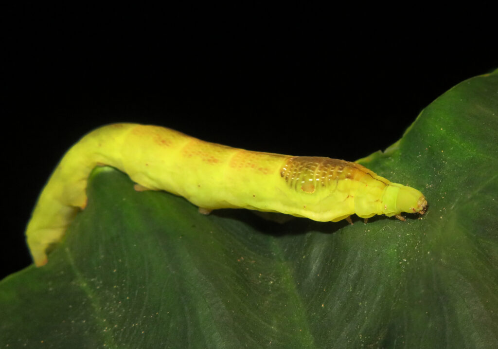 Genus Eupanacra
