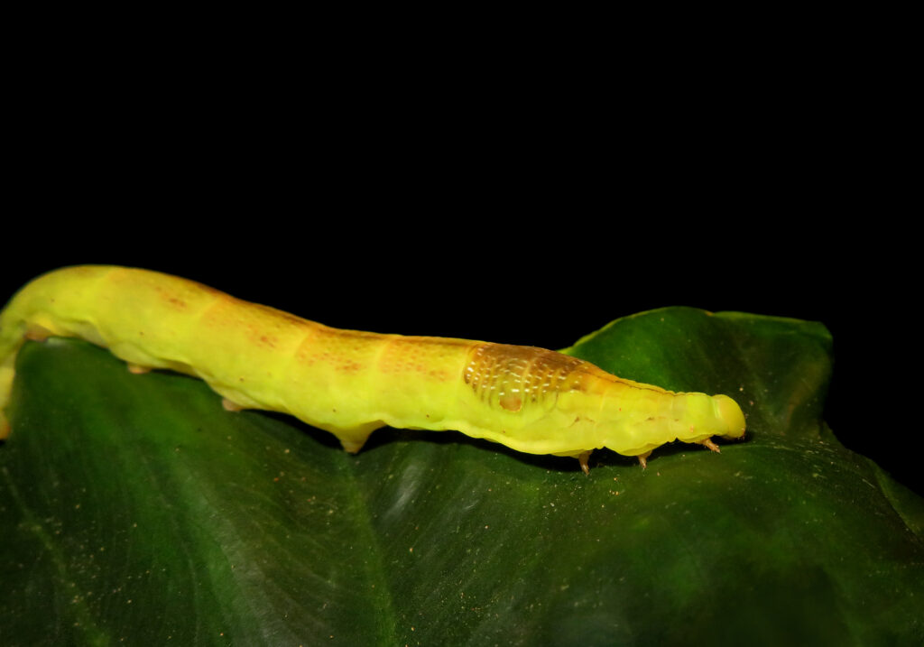 Genus Eupanacra